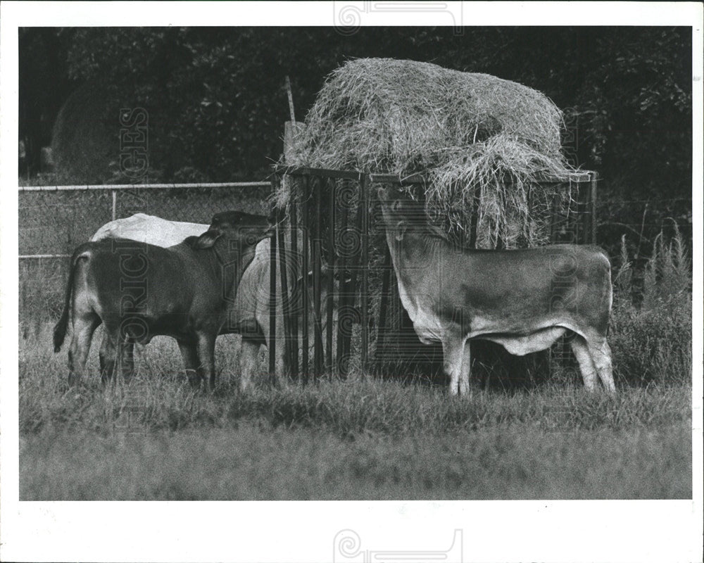 1988 Press Photo Cattle booth Street bits Hog Wild - Historic Images