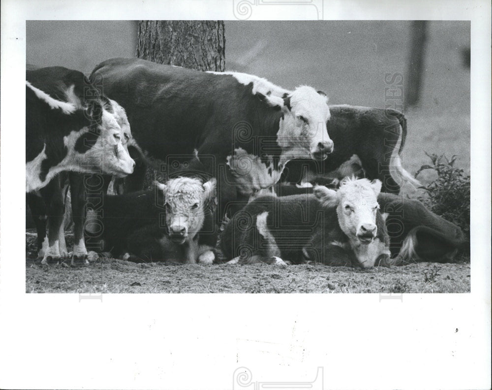 1991 Press Photo Cattle Rearing Jockeys Chicago - Historic Images