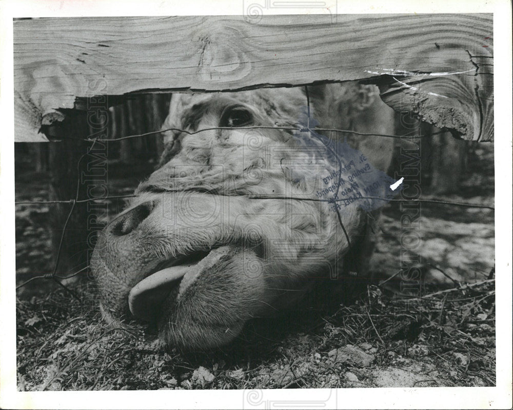 1985 Press Photo Sycamore Court Tanglewood East Cow - Historic Images