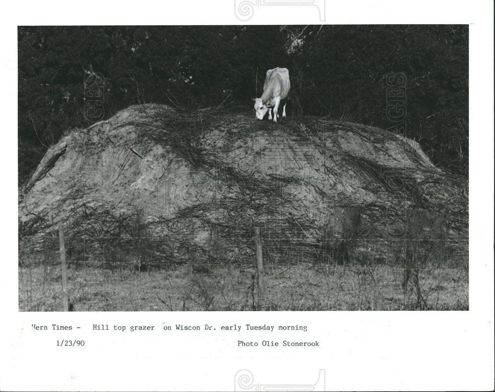 1990 Press Photo  Wiscon Road mound bovine rais grazing - Historic Images