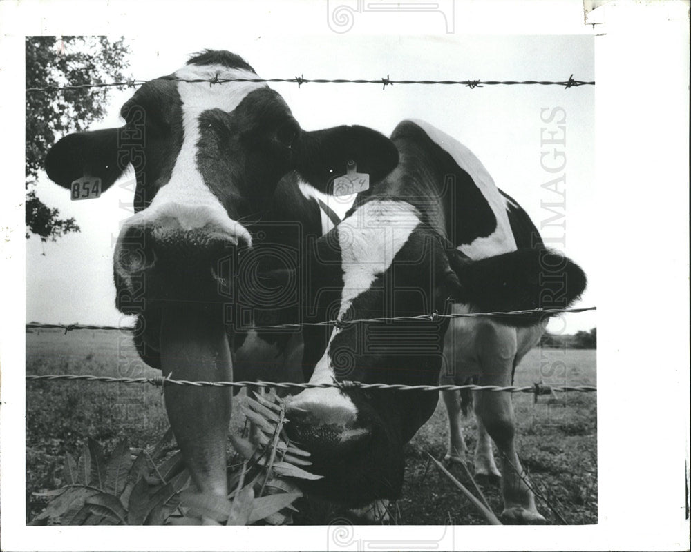 1990 Press Photo Holsteins Grass Green Fence Williams - Historic Images