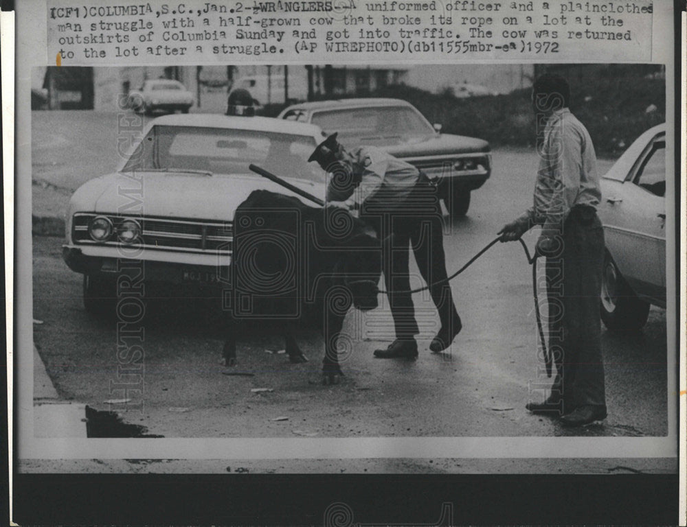 1972 Press Photo Columbia plainclothes man officer cow - Historic Images