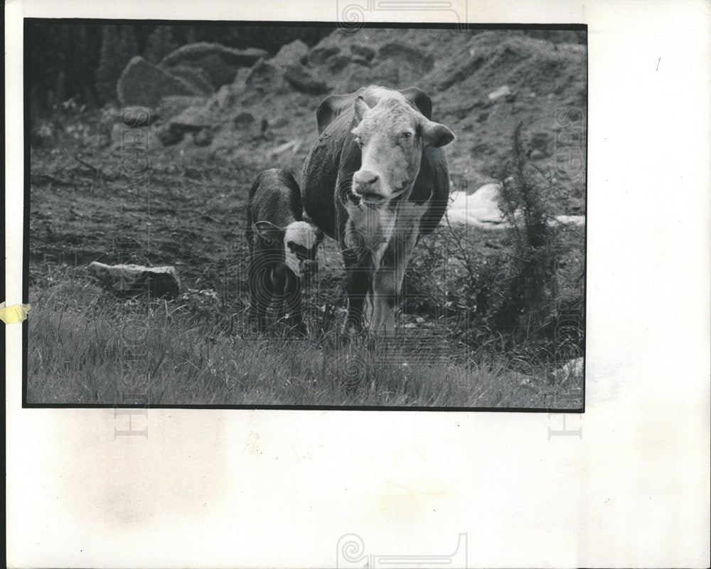 1974 Press Photo Picture of Cow with her Calf. - Historic Images