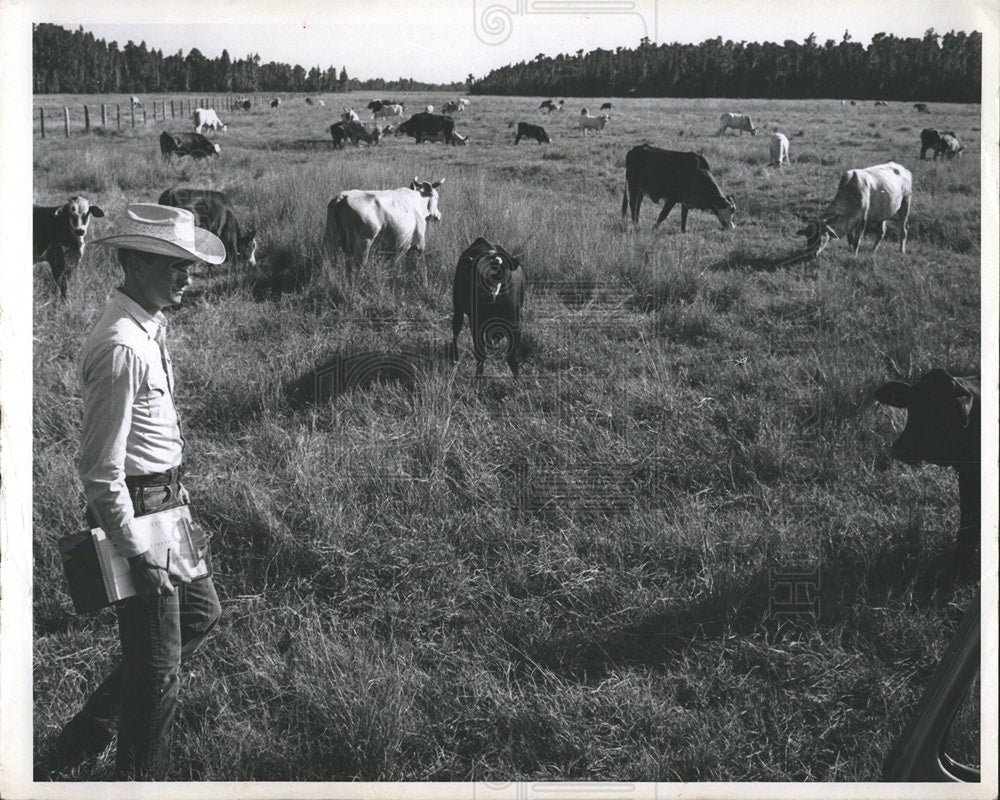 Press Photo Cowboy In Field With Cattle Herd - Historic Images