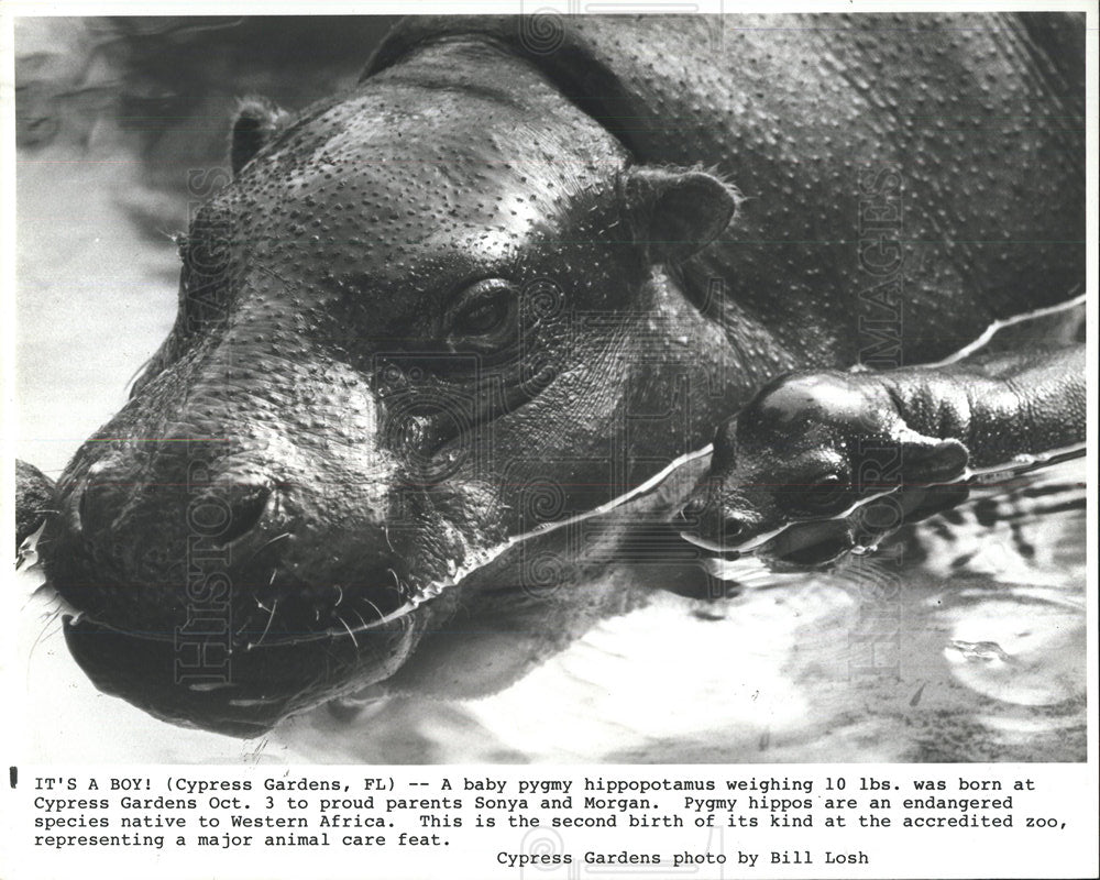 1986 Press Photo A baby pygmy hippopotamus at Cypress - Historic Images