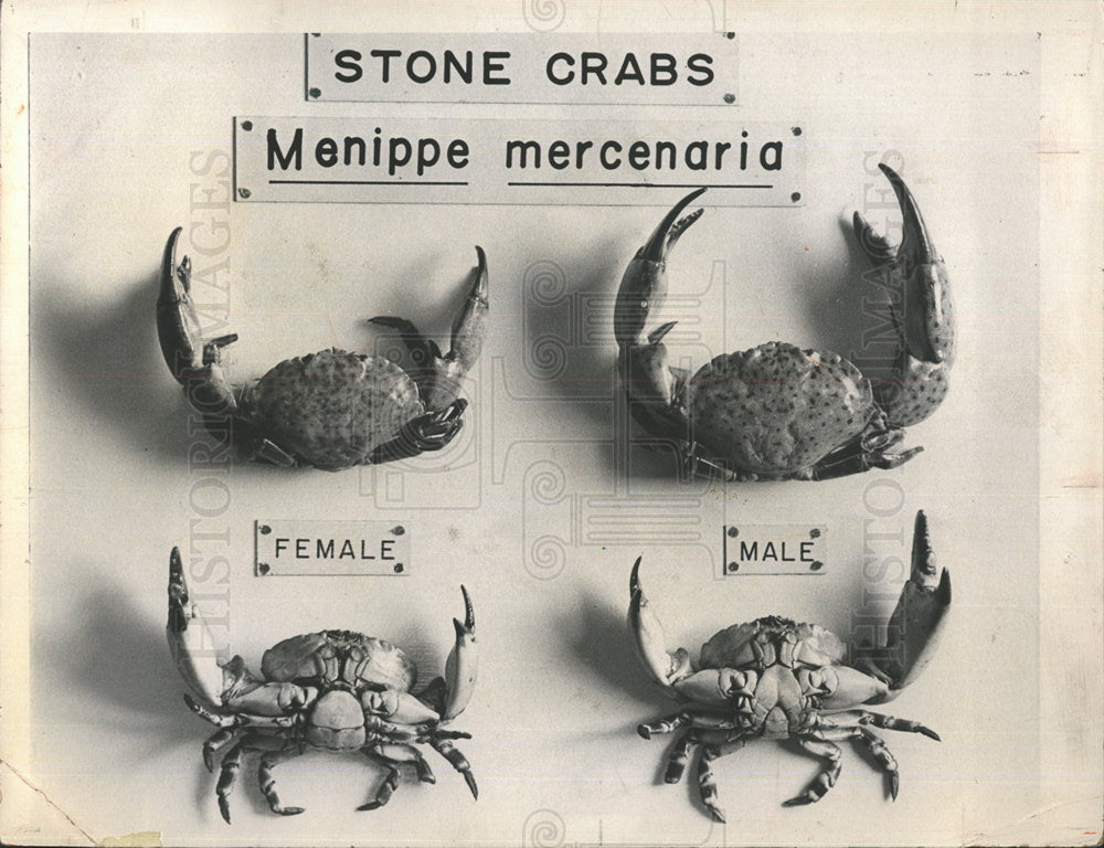 1960 Press Photo male female stone crab - Historic Images