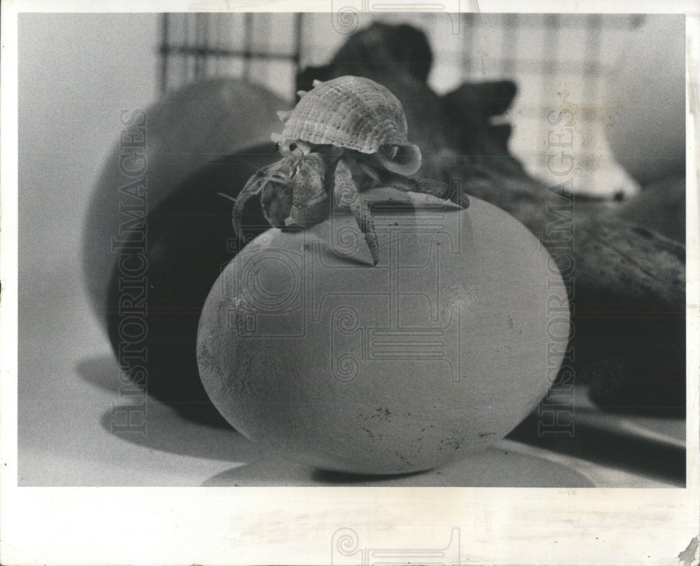 1978 Press Photo Hermit Crabs - Historic Images