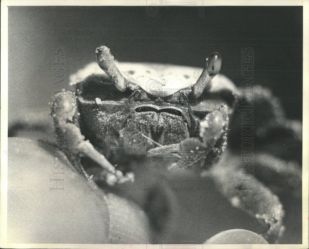 1972 Press Photo Fiddler Crab ugly Grumpy face Monday - Historic Images