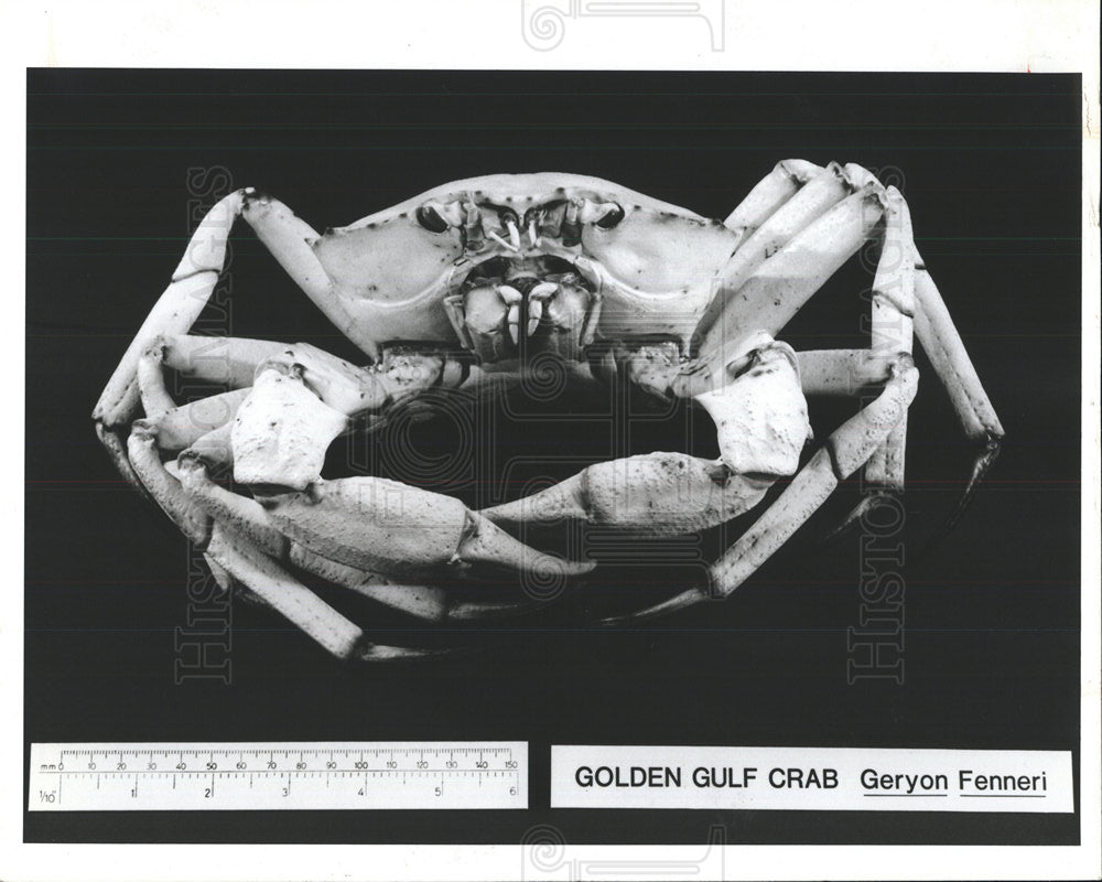 1985 Press Photo Golden gulf crab meat Geryon Fenneri - Historic Images