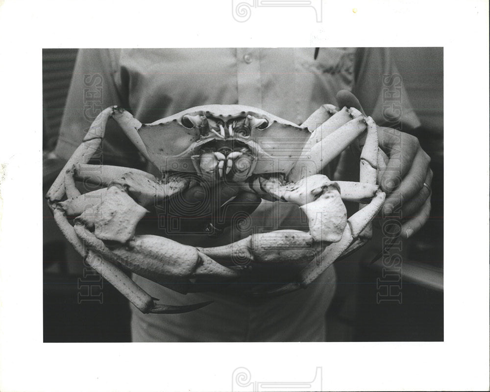 1985 Press Photo Restaurants Serving Up New Crab - Historic Images