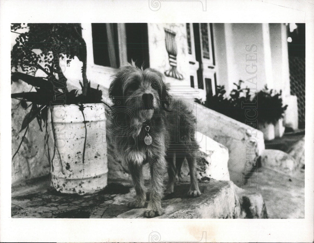 1980 Press Photo ABC Television Movie Premiere &quot;Benji&quot; - Historic Images