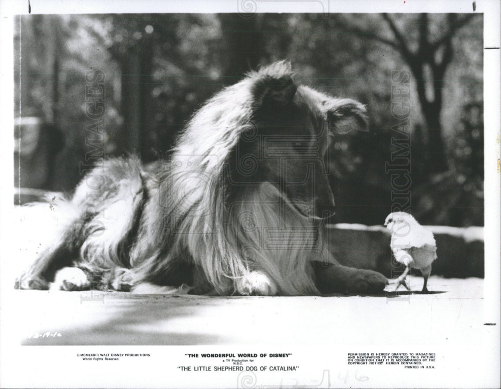 1977 Photo TV Show, The Little Shepherd Dog Of Catalina - Historic Images