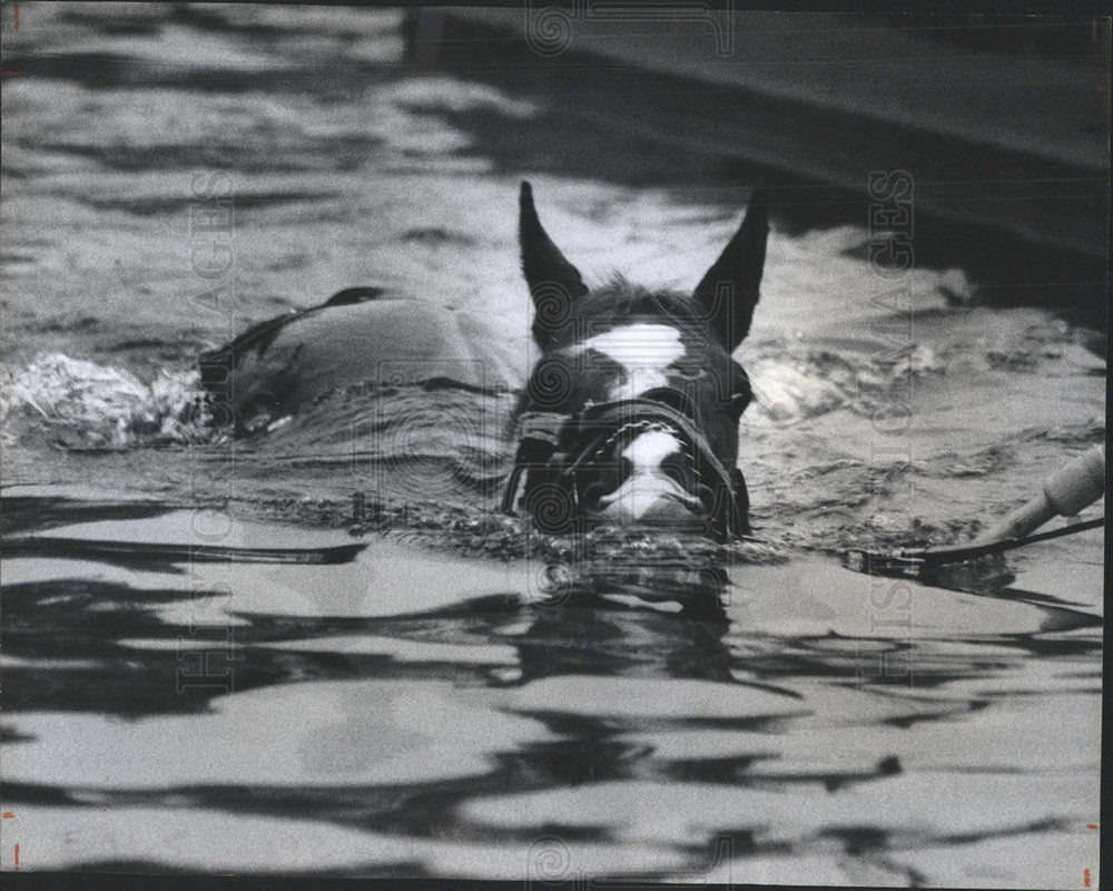 1974 Press Photo Heardsdale Tranining Center Horse Pool - Historic Images