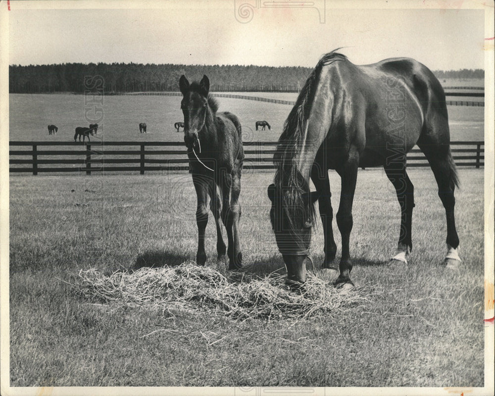 1983 Press Photo HORSE FARMS OCALA - Historic Images