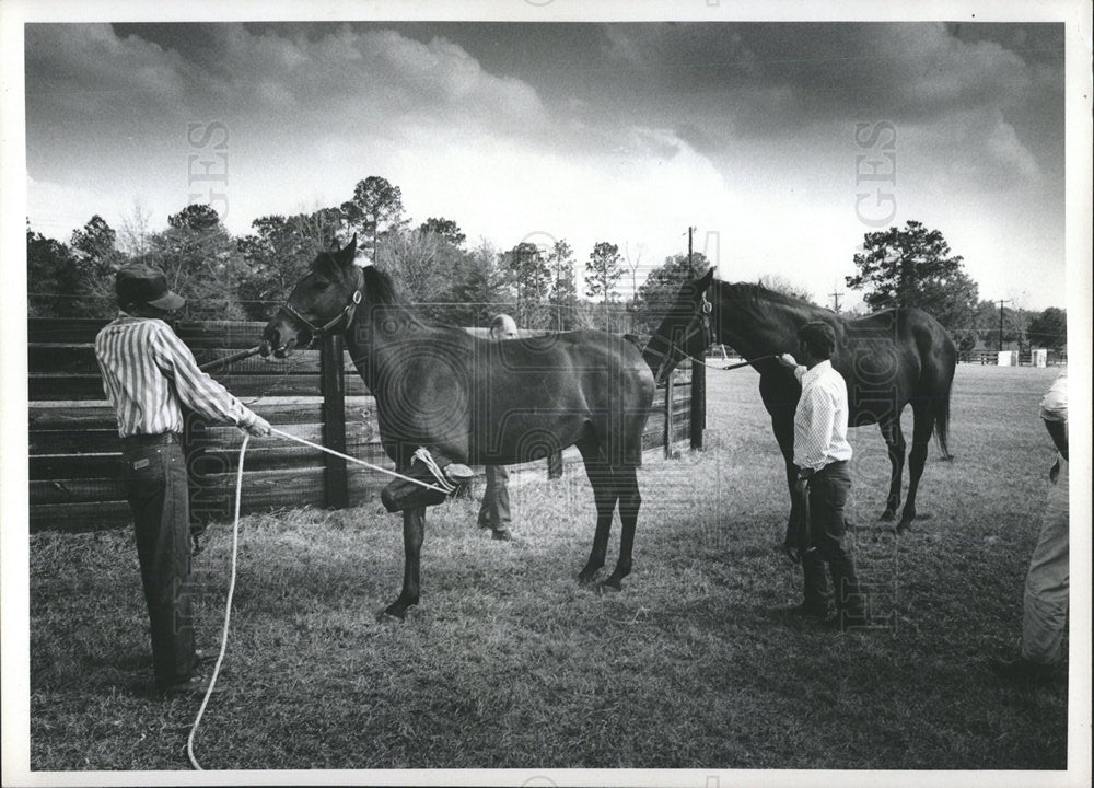 1973 Press Photo Mare To Be &quot;Covered&quot; By a Stallion - Historic Images