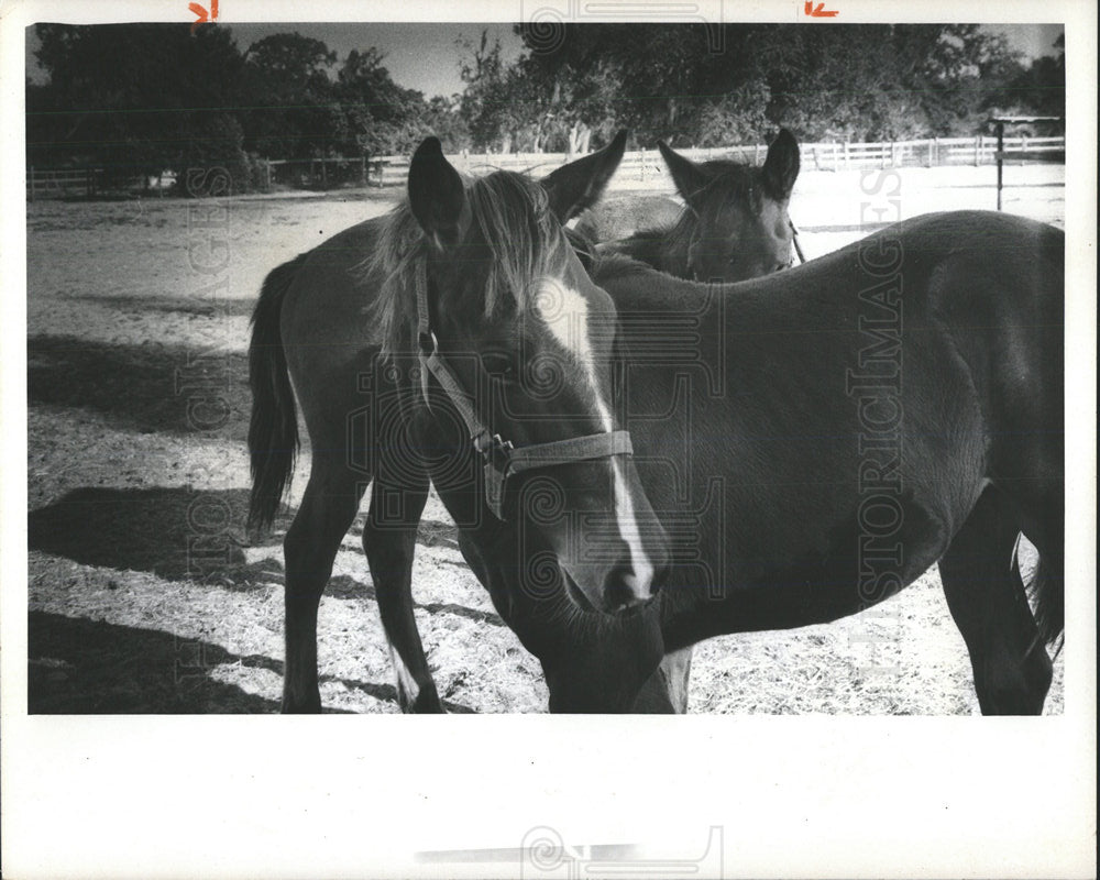 1973 Press Photo Horse Farms - Historic Images