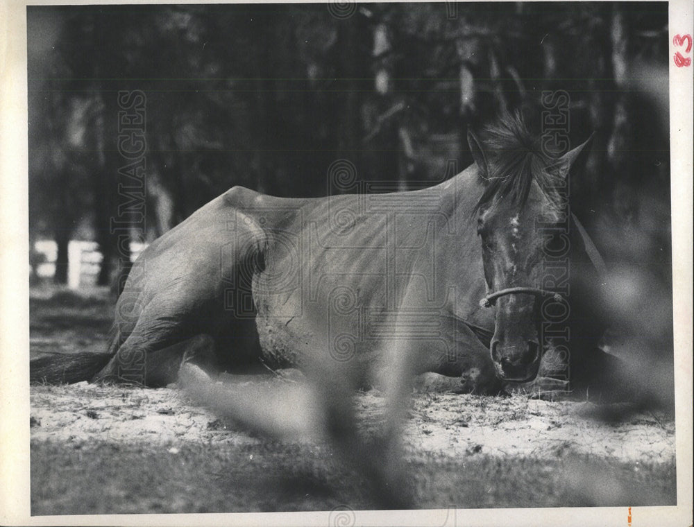 1969 Press Photo Horse mouth life take it straight - Historic Images