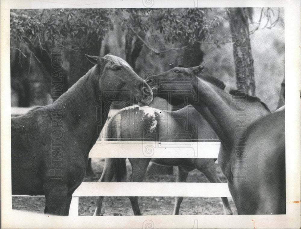 1969 Press Photo horse mouth take it straight life - Historic Images