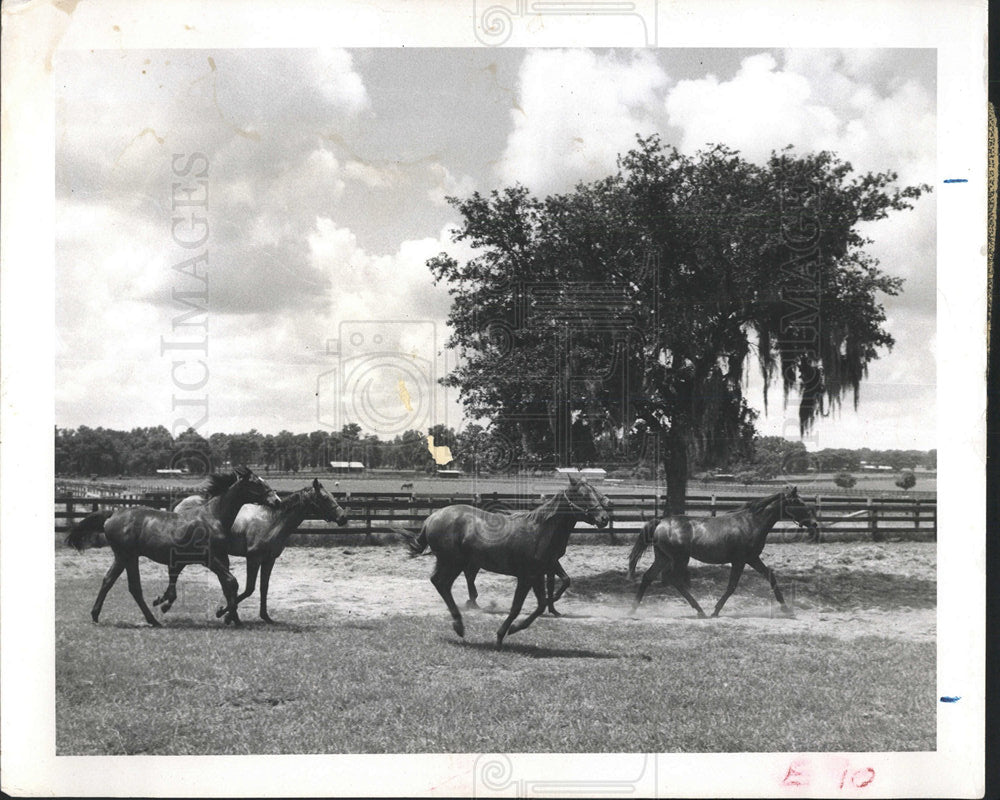 1957 Press Photo Rosemere Horse Farm - Historic Images