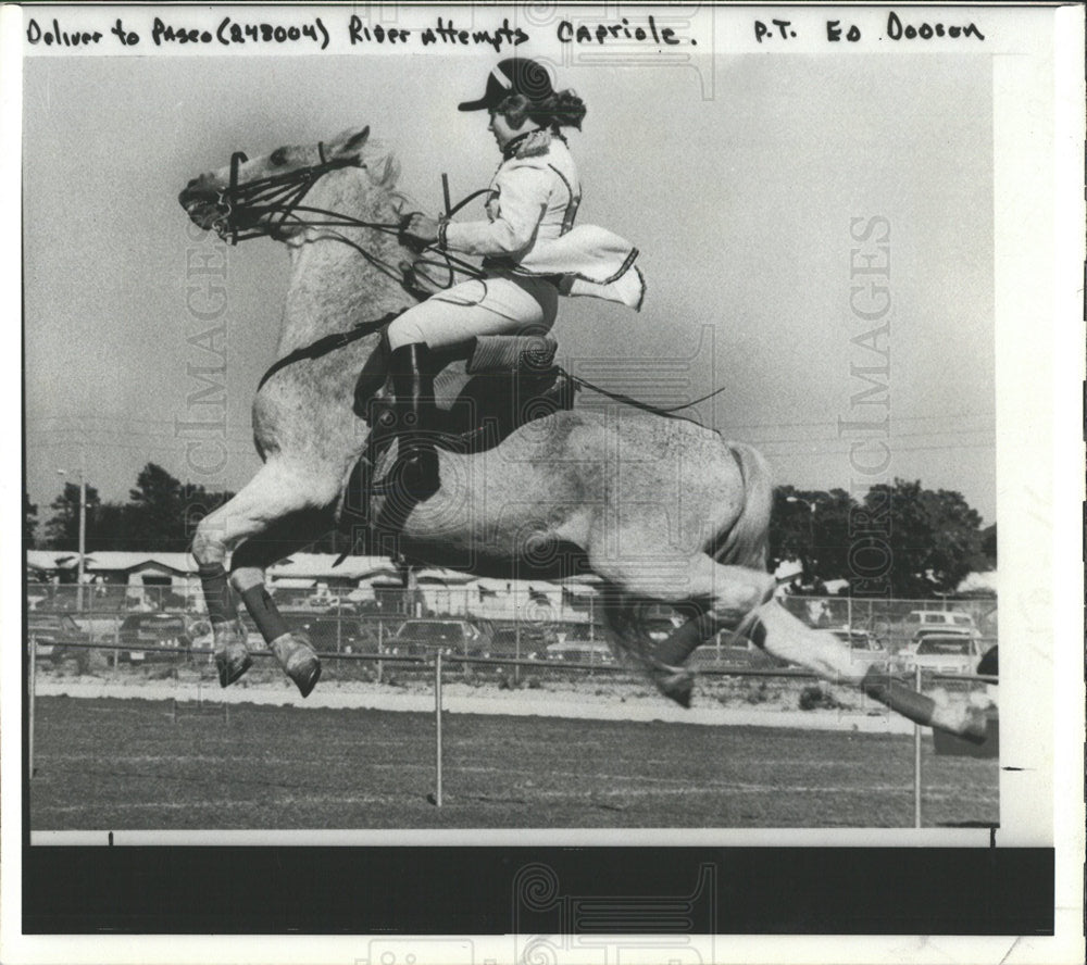 1980 Press Photo rider Lipizzan stallion - Historic Images