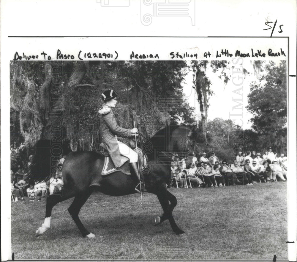 Press Photo Little Moon Lake Ranch Arabian Stallion - Historic Images