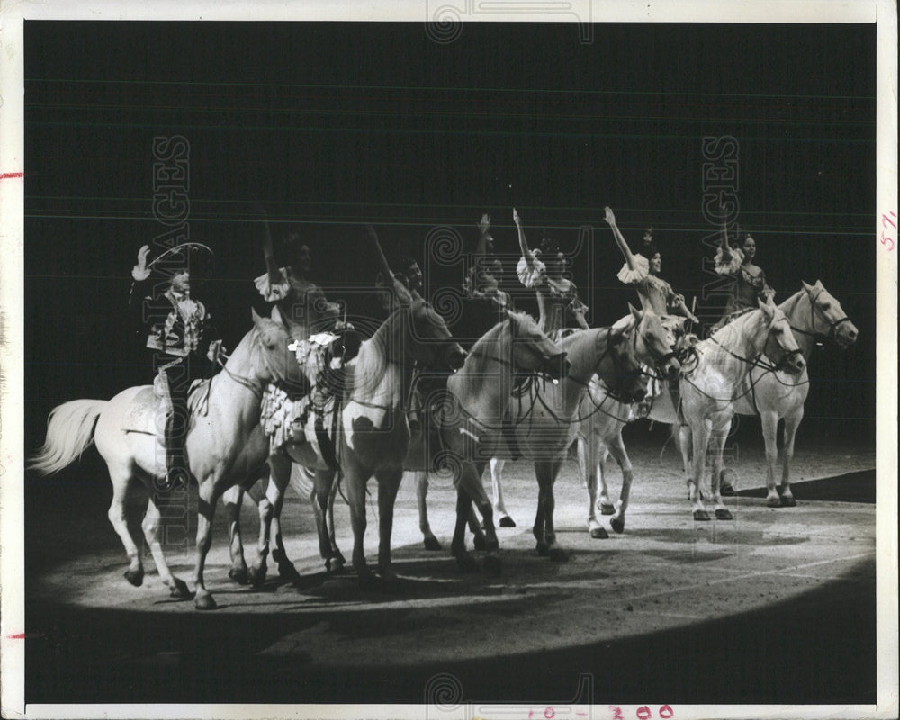 1971 Press Photo Royal Lipizzan Stallion - Historic Images