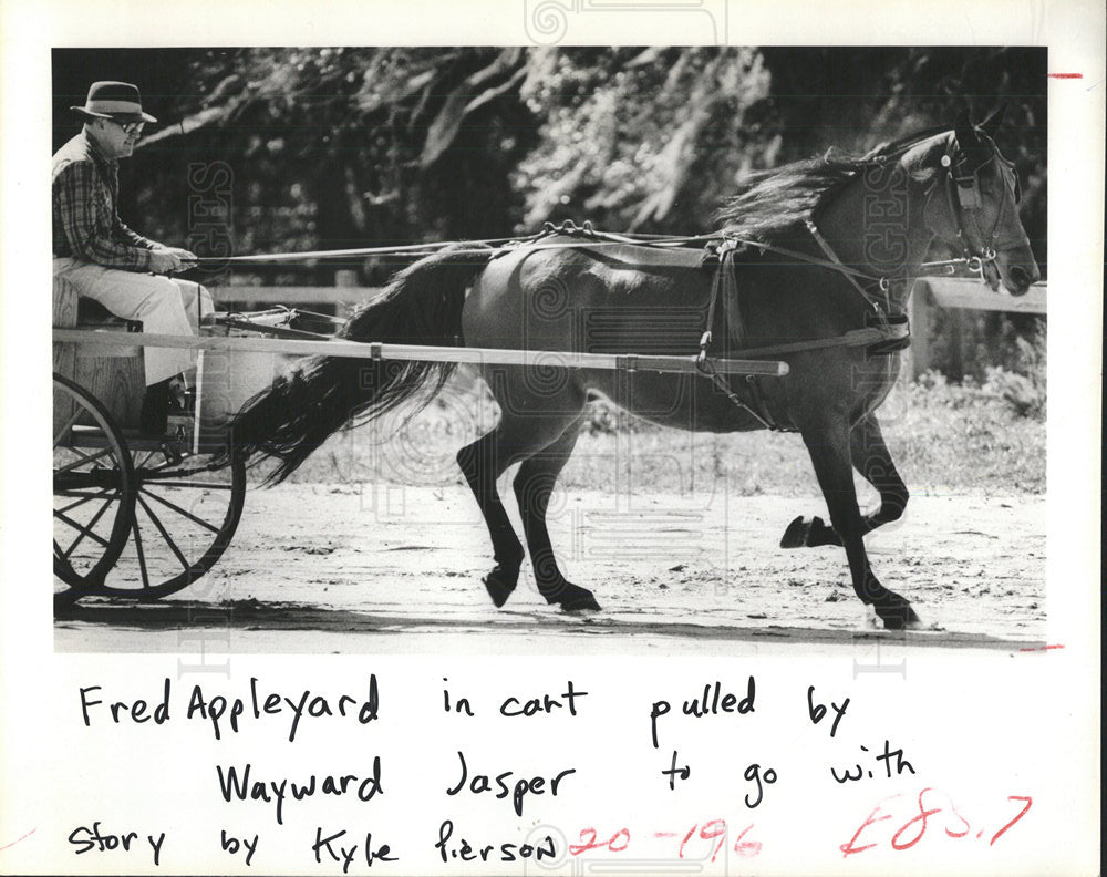 1983 Press Photo Morgan Horse Wayward Jasper - Historic Images