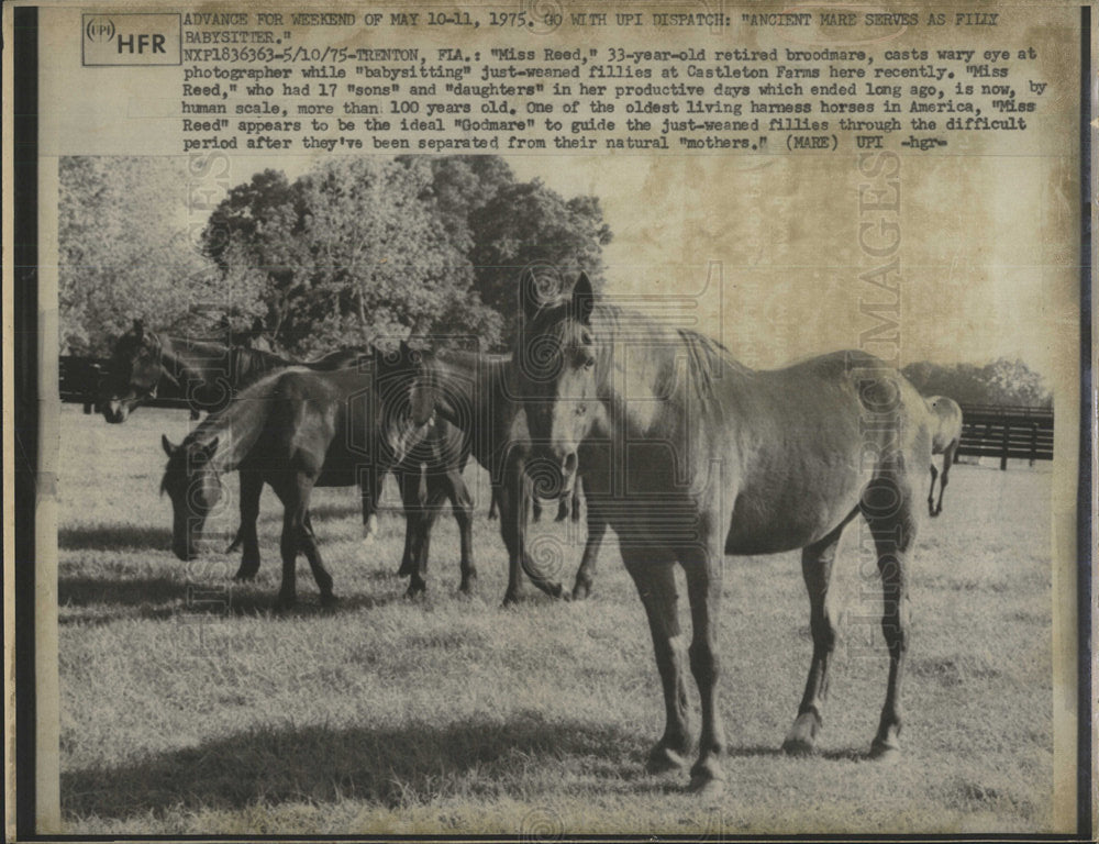 1975 Press Photo Miss Reed retired broodmare Castleton - Historic Images