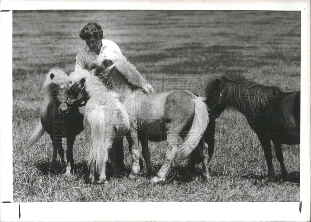 1987 Press Photo Evelyn Smith Miniature Horses - Historic Images
