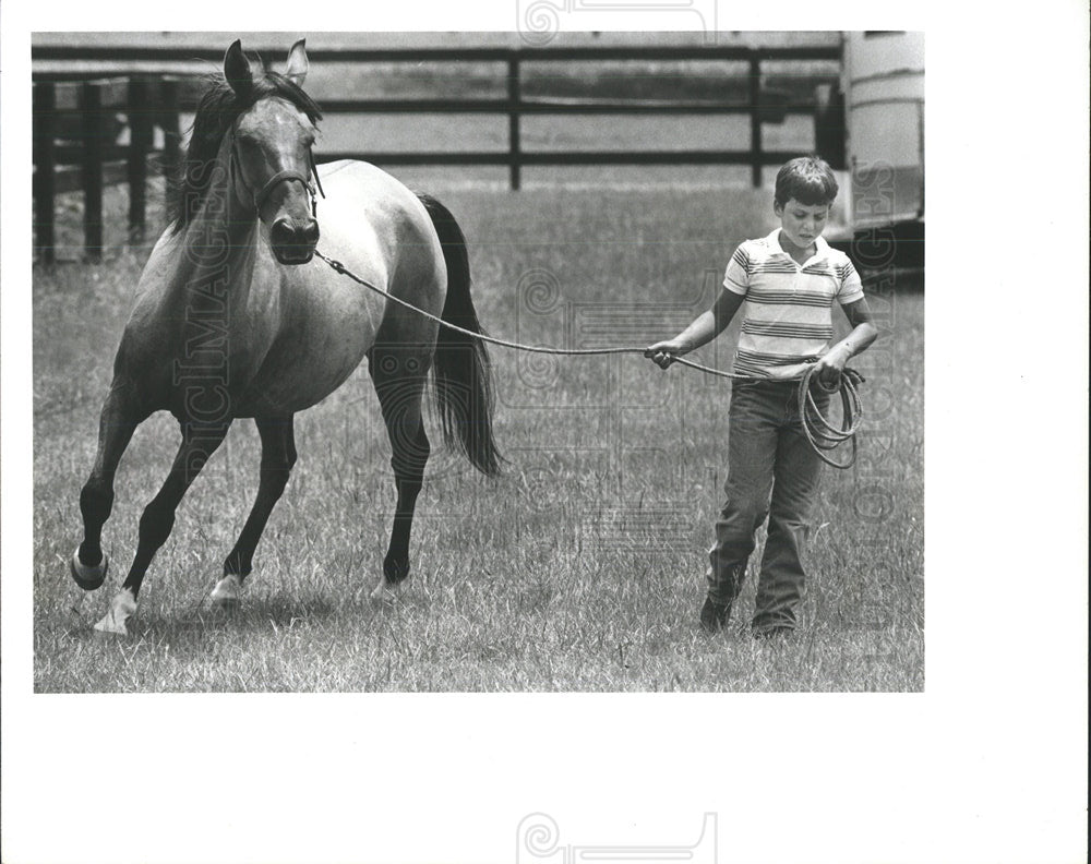 1987 Press Photo Paso Fino Horse - Historic Images