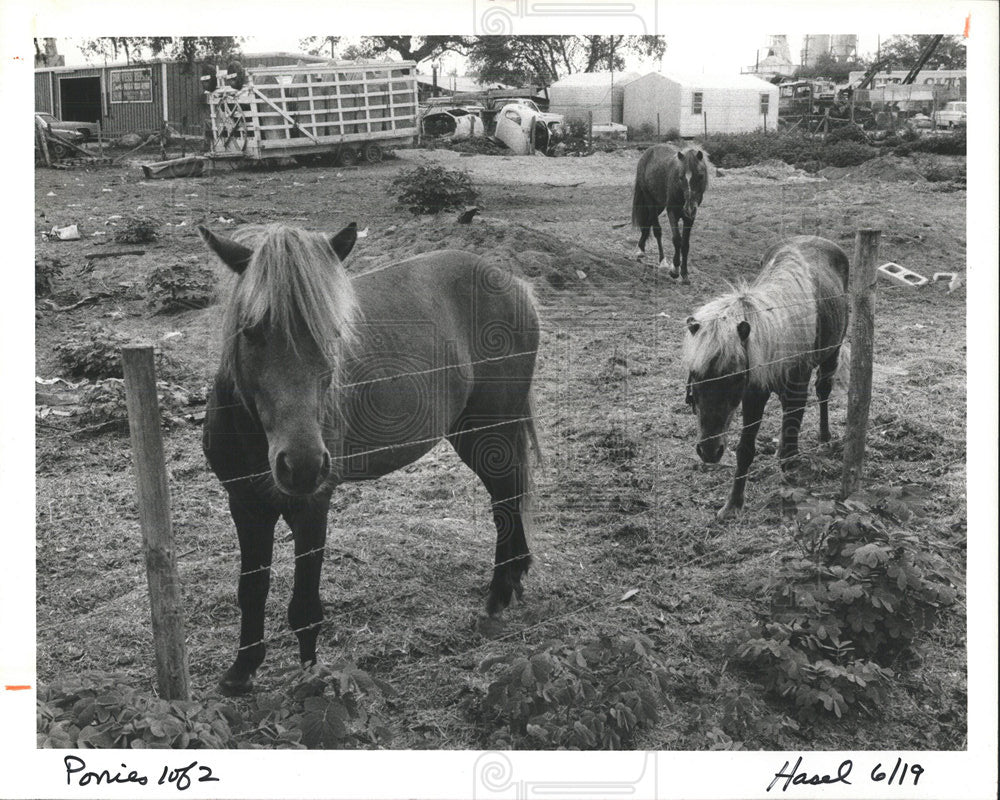 1986 Press Photo Tarpan Springs Horses Animal Abuse - Historic Images