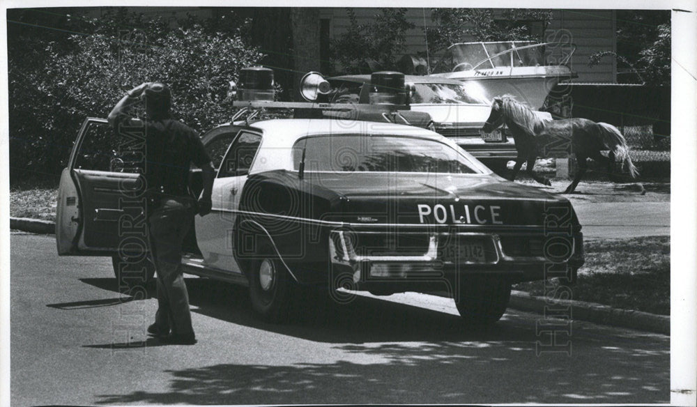 1977 Press Photo Shetland Pony Evades Police Capture - Historic Images