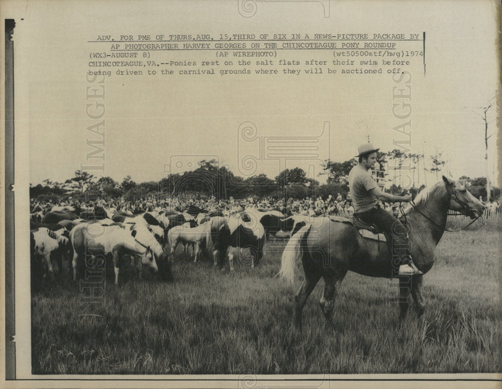 1974 Press Photo Ponies Horse Breeds Virginia - Historic Images