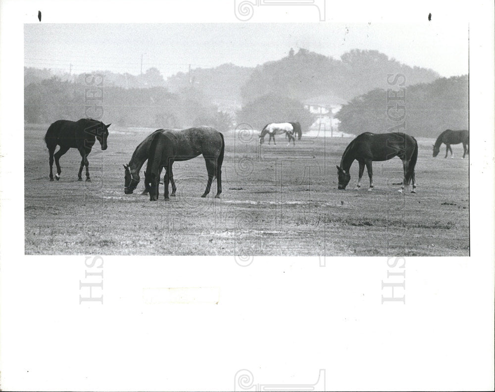 1991 Press Photo Horses Sunshine Stables Largo graze - Historic Images