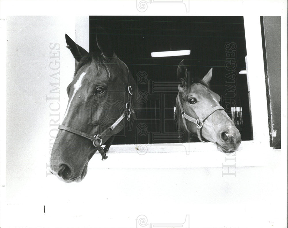 1990 Press Photo MARE FOAL HORSE MOSS CREEK FARM - Historic Images