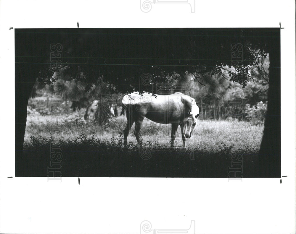 1990 Press Photo Horse Swishes Tale Grazing Pasture - Historic Images