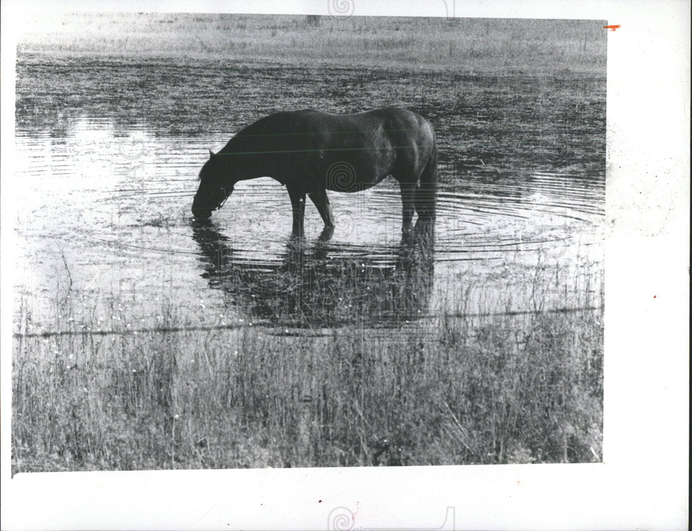 1981 Press Photo horse found way water pond State Road - Historic Images