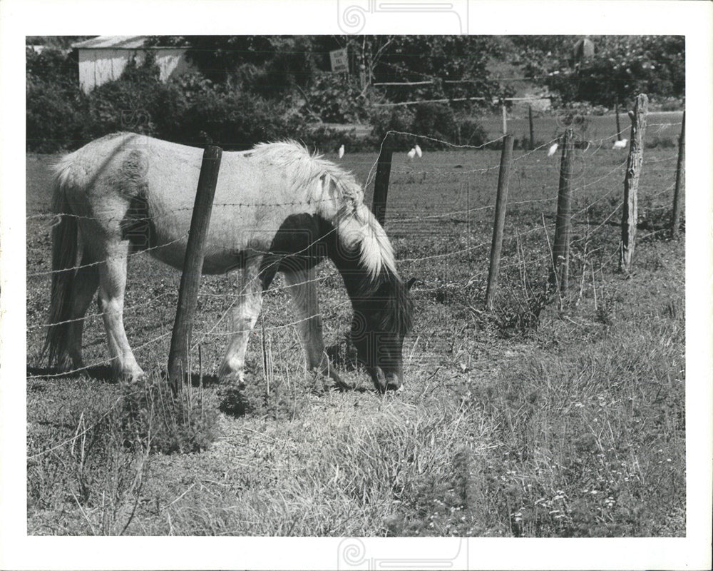 1982 Press Photo horse peeks head through fence grass - Historic Images