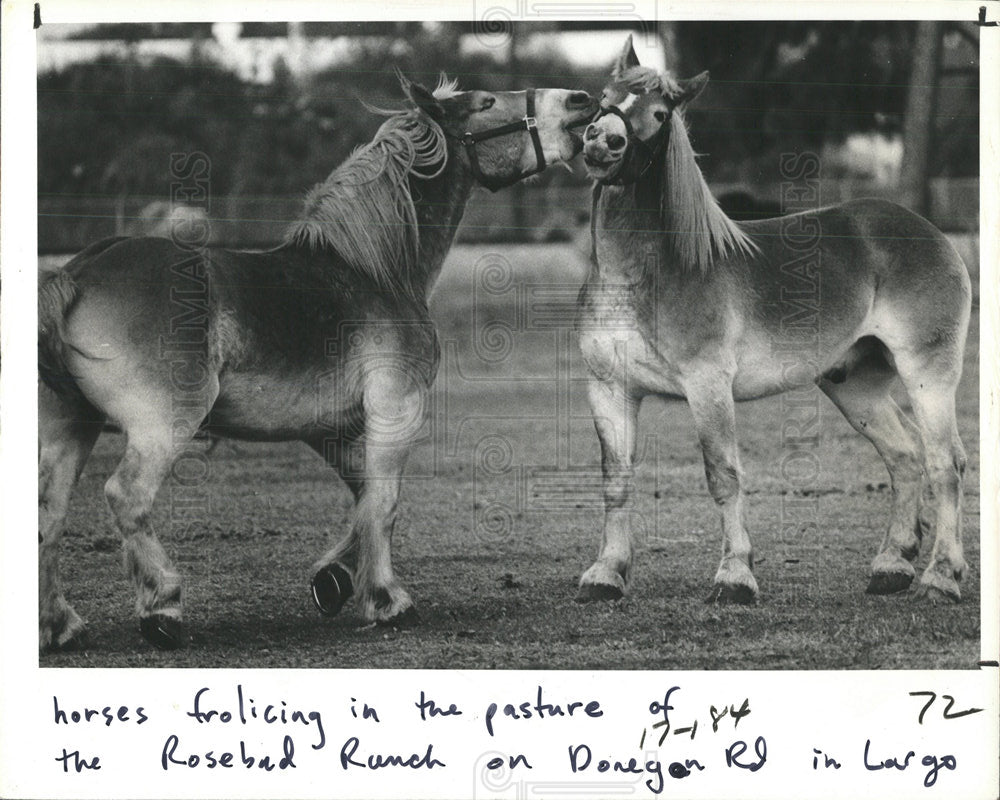 1982 Press Photo horses frolicking pasture Rosebud - Historic Images