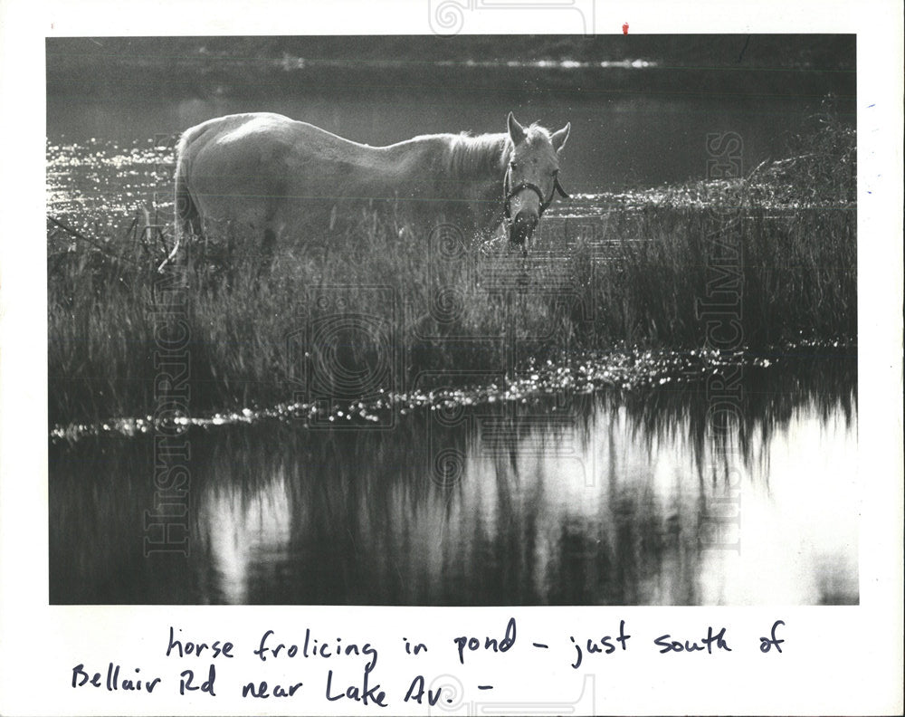 1982 Press Photo Horse Bellair Road Largo - Historic Images