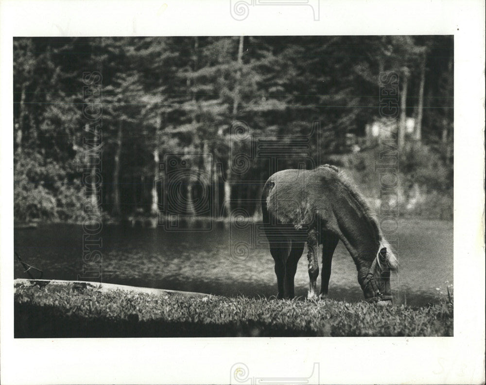1978 Photo Horse Finds Snack On The Banks Of Bass Lake - Historic Images