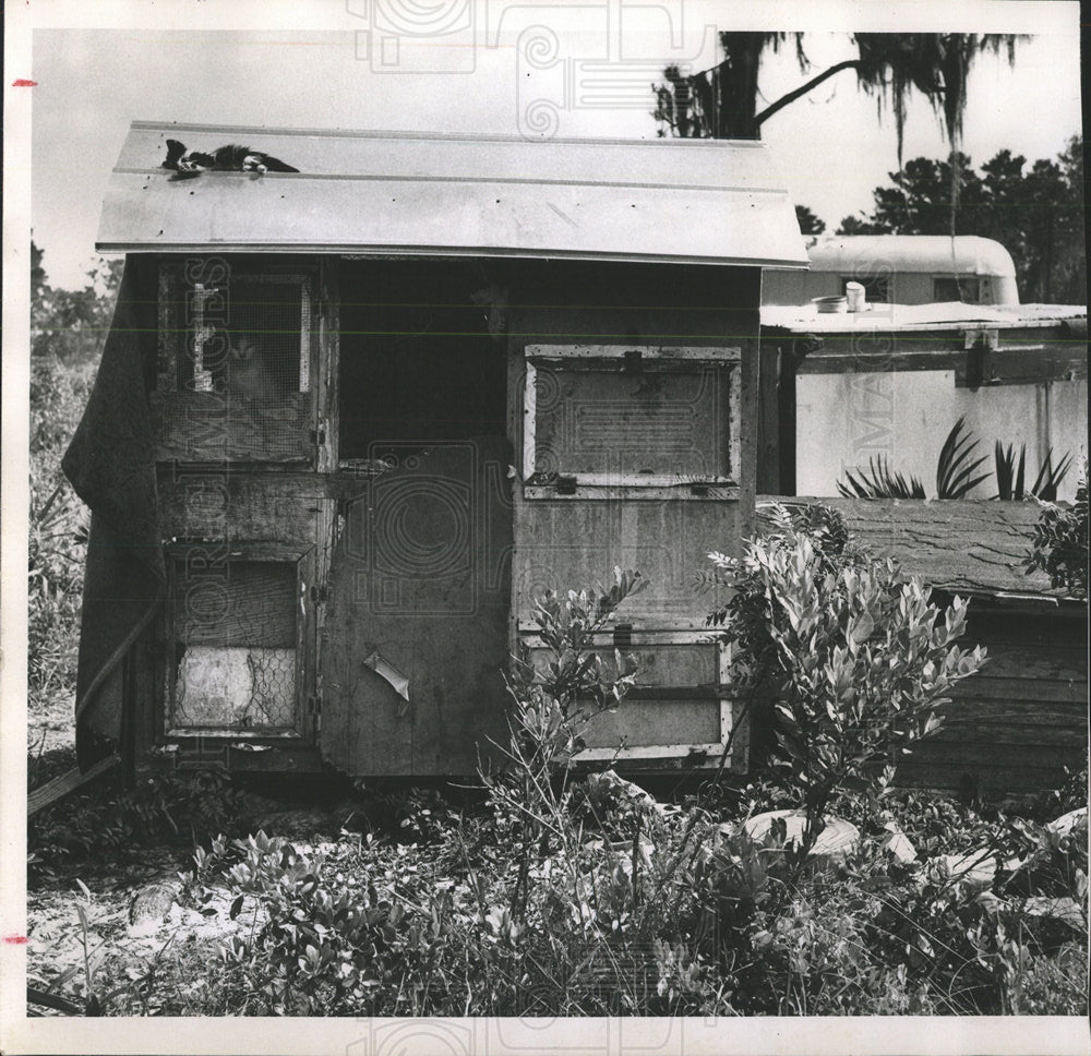 1961 Photo Dead Kitten Lies On Roof Of Refuge Shed - Historic Images