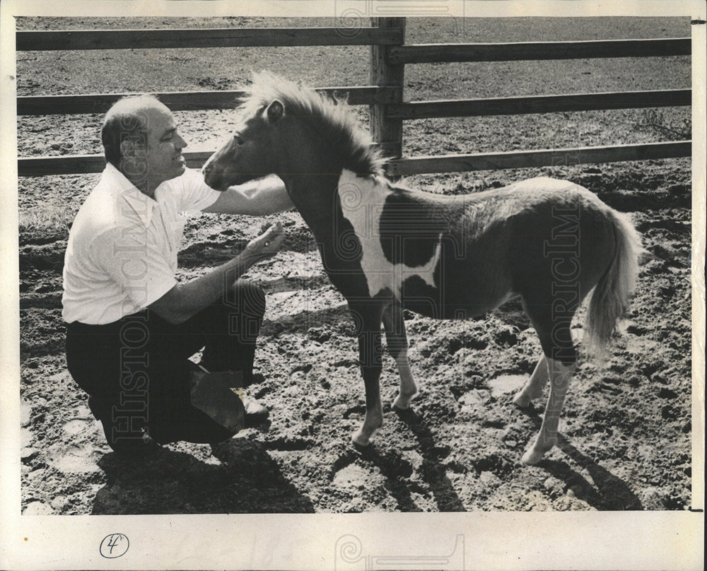 1977 Press Photo Gromala year-old colt Ultima pet word - Historic Images