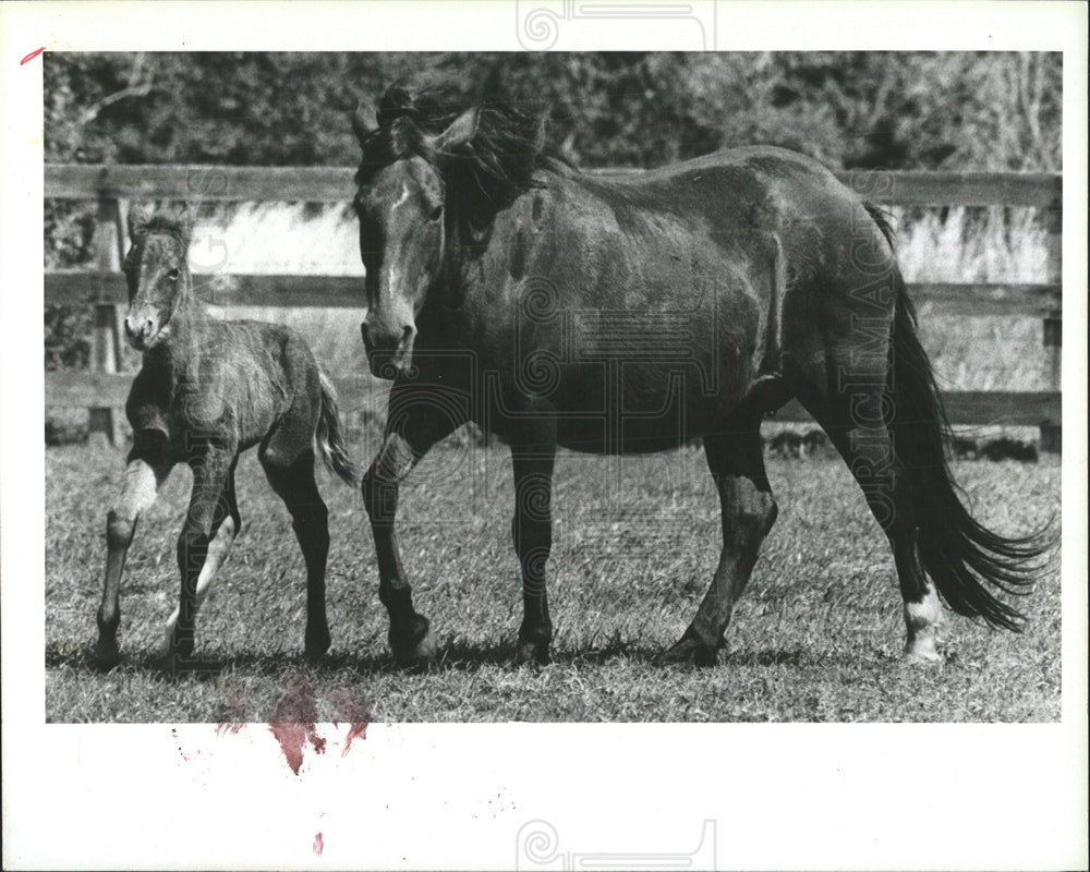 1986 Press Photo Horse Mariposa Gypsy - Historic Images