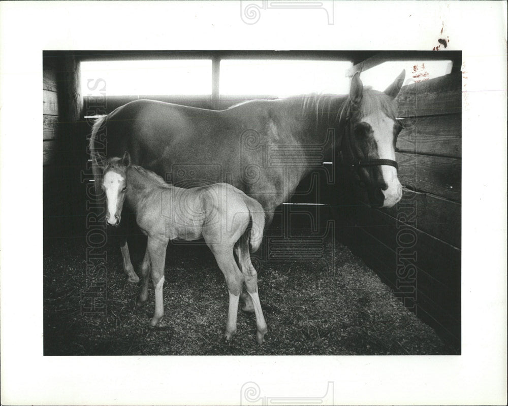 1984 Press Photo Bonnie proud mother unnamed colt - Historic Images