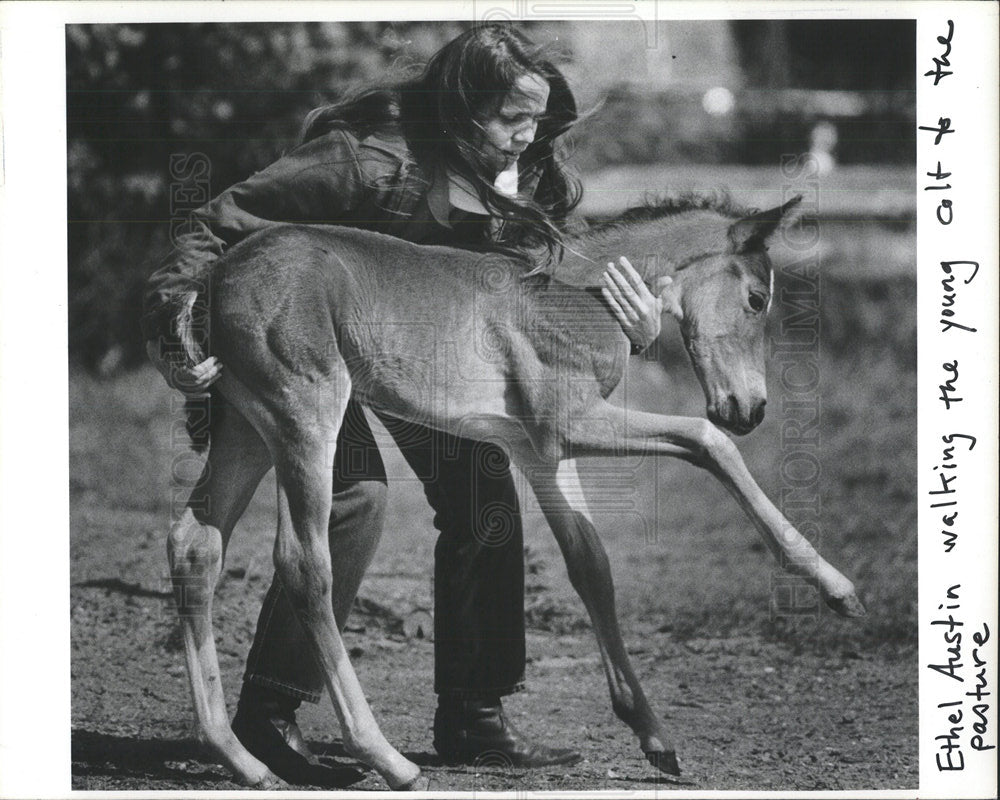 1983 Press Photo Colt Breed Horse Calf - Historic Images