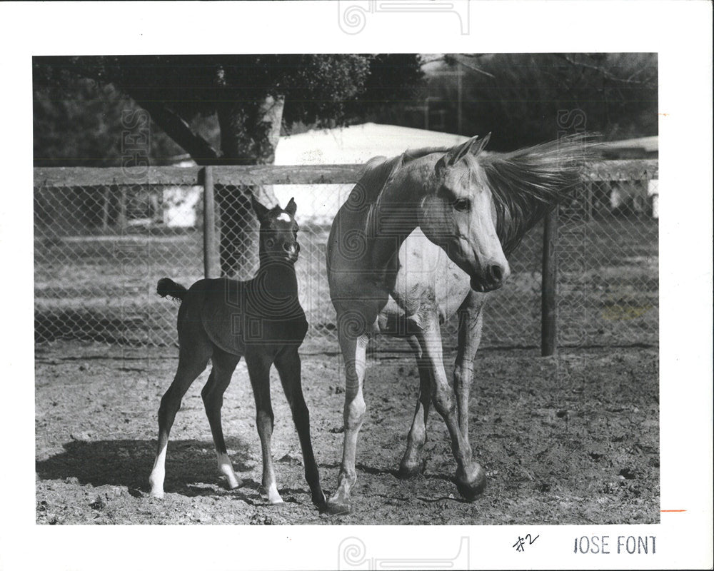 1983 Press Photo COLT HORSE - Historic Images