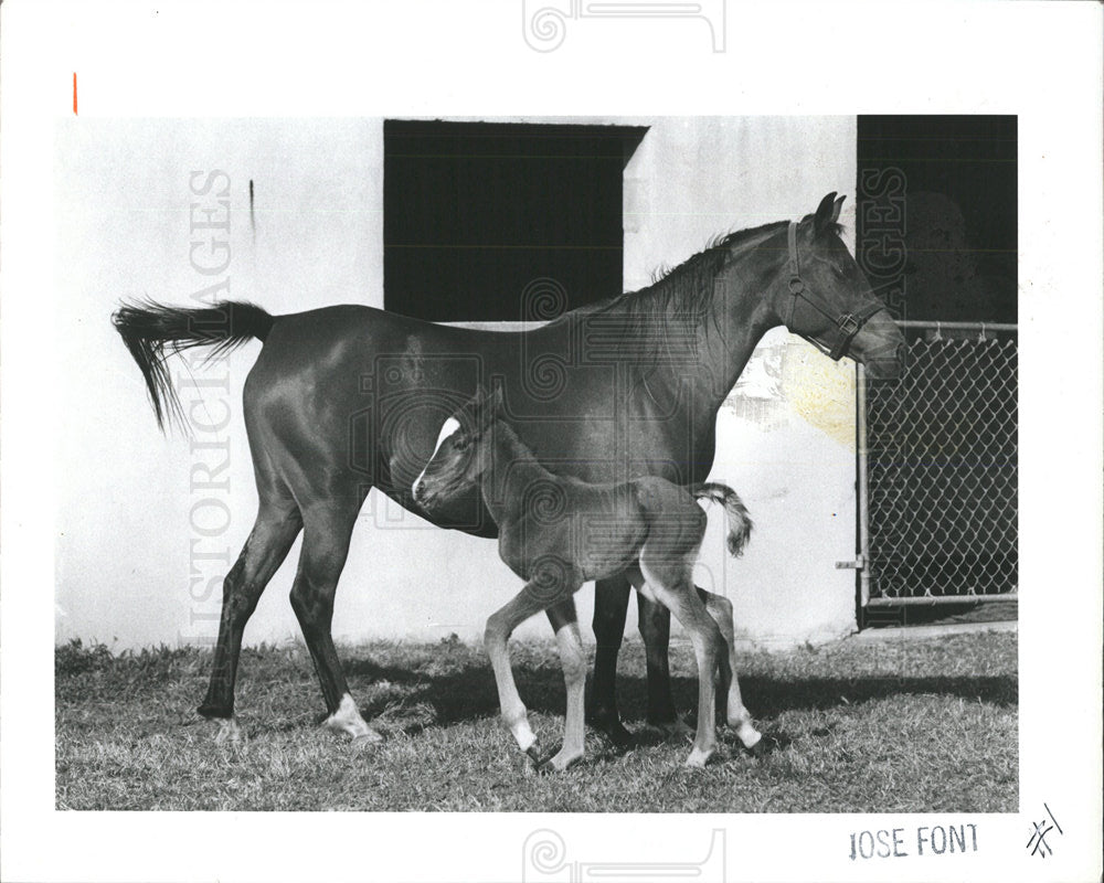 1983 Press Photo Arabian colt mother Sarzeena gait - Historic Images