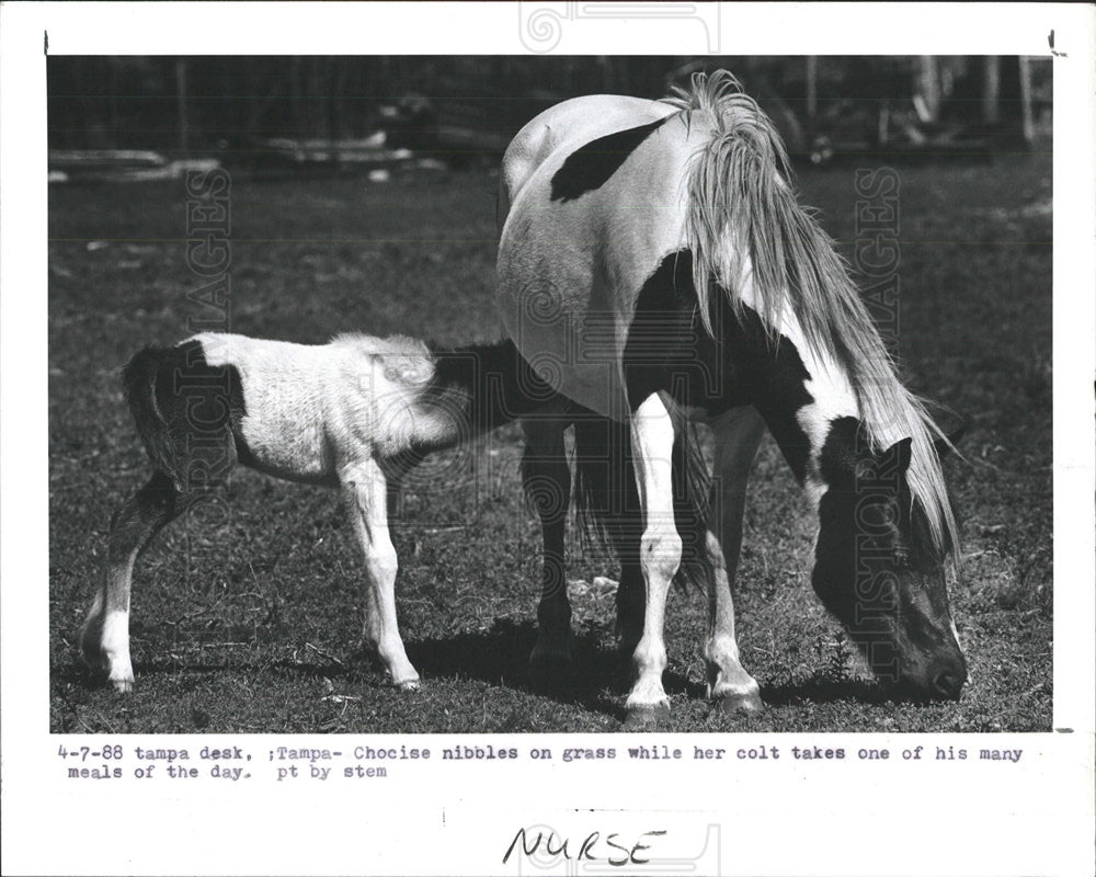 1988 Press Photo Chocise eat grass colt nurses mother - Historic Images