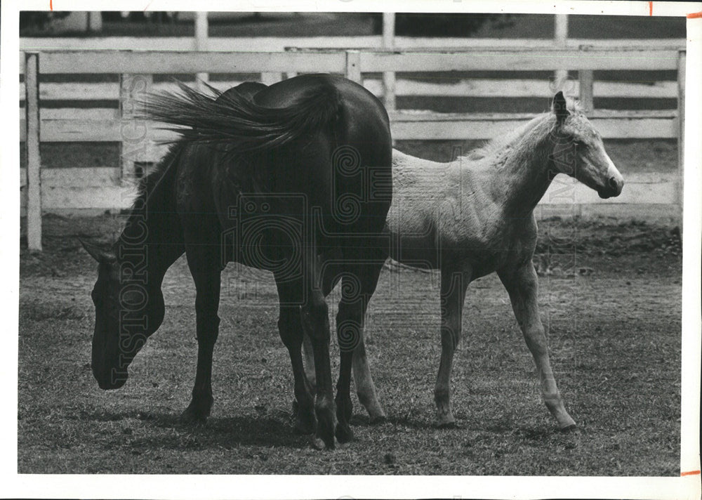 1980 Press Photo An Adventurous Colt Stays Close - Historic Images